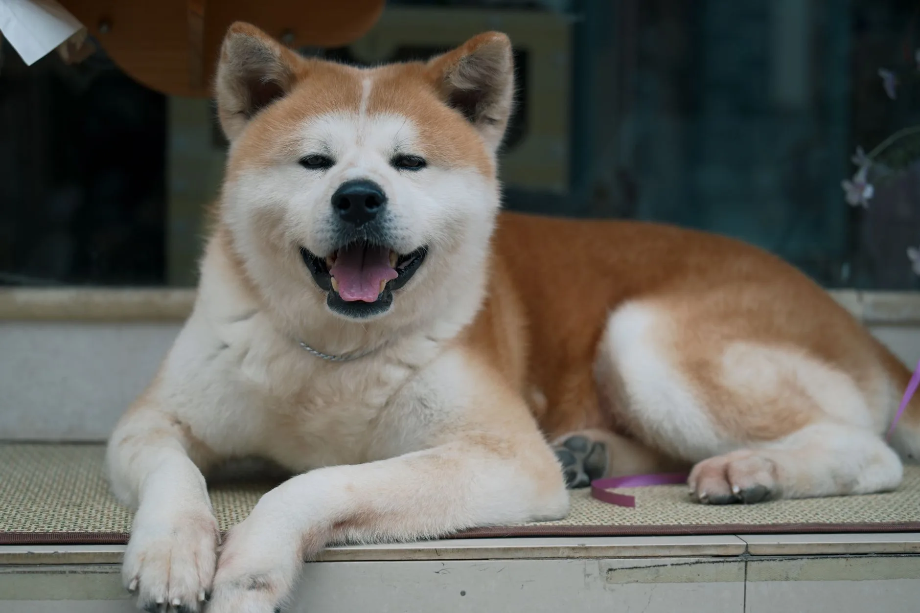 Akita deitado à porta de uma casa, com a pelagem densa característica visível de perto