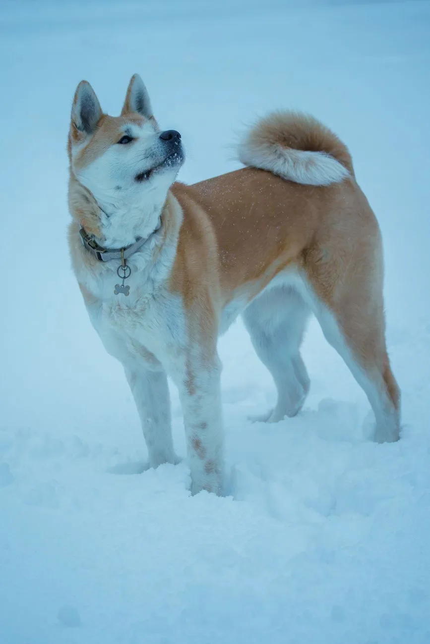 Akita em pé na neve, mostrando a pelagem dupla densa e a cauda enrolada sobre o dorso