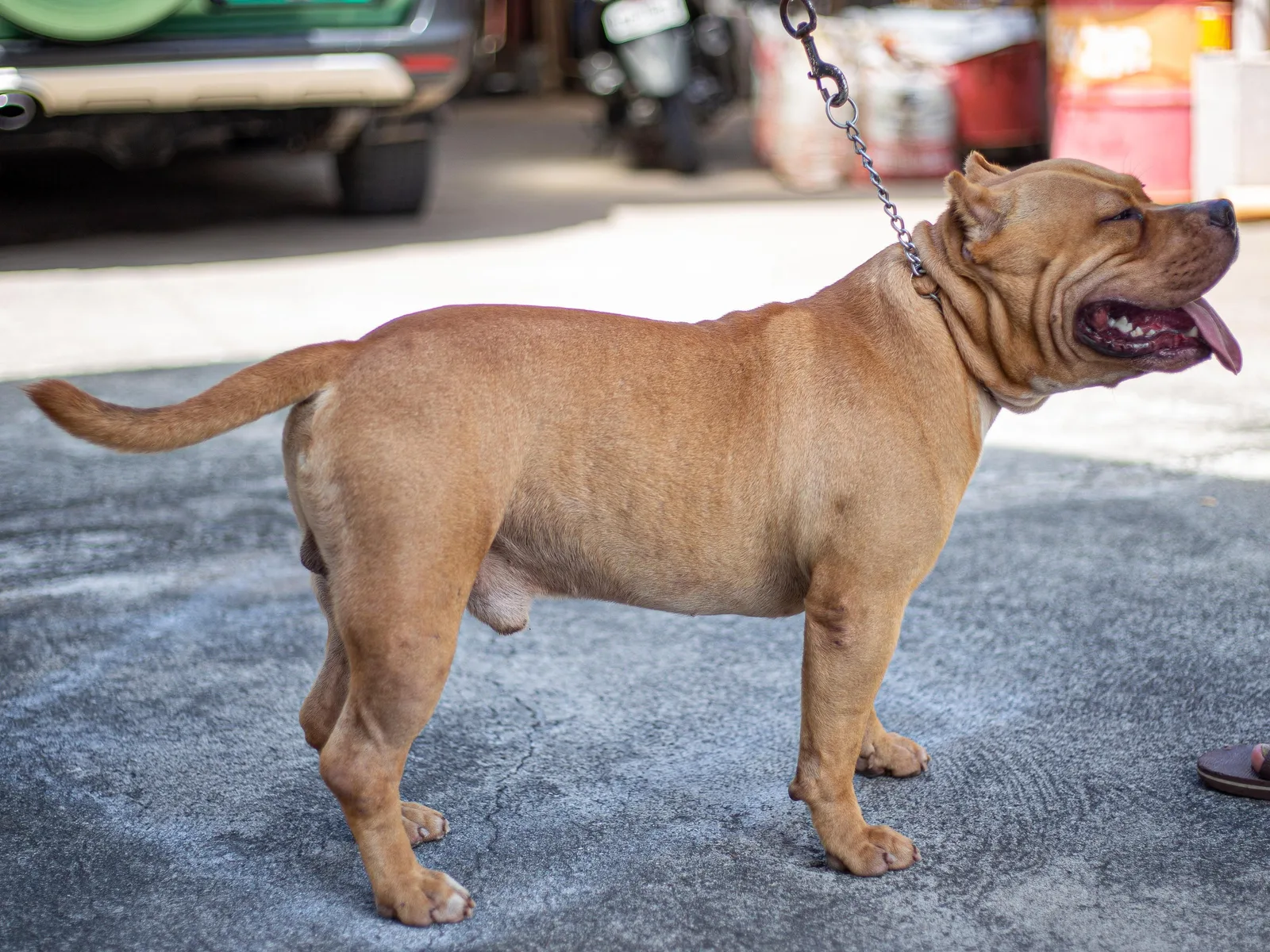 American Bully em pé, de perfil, mostrando o corpo compacto e musculoso característico da raça
