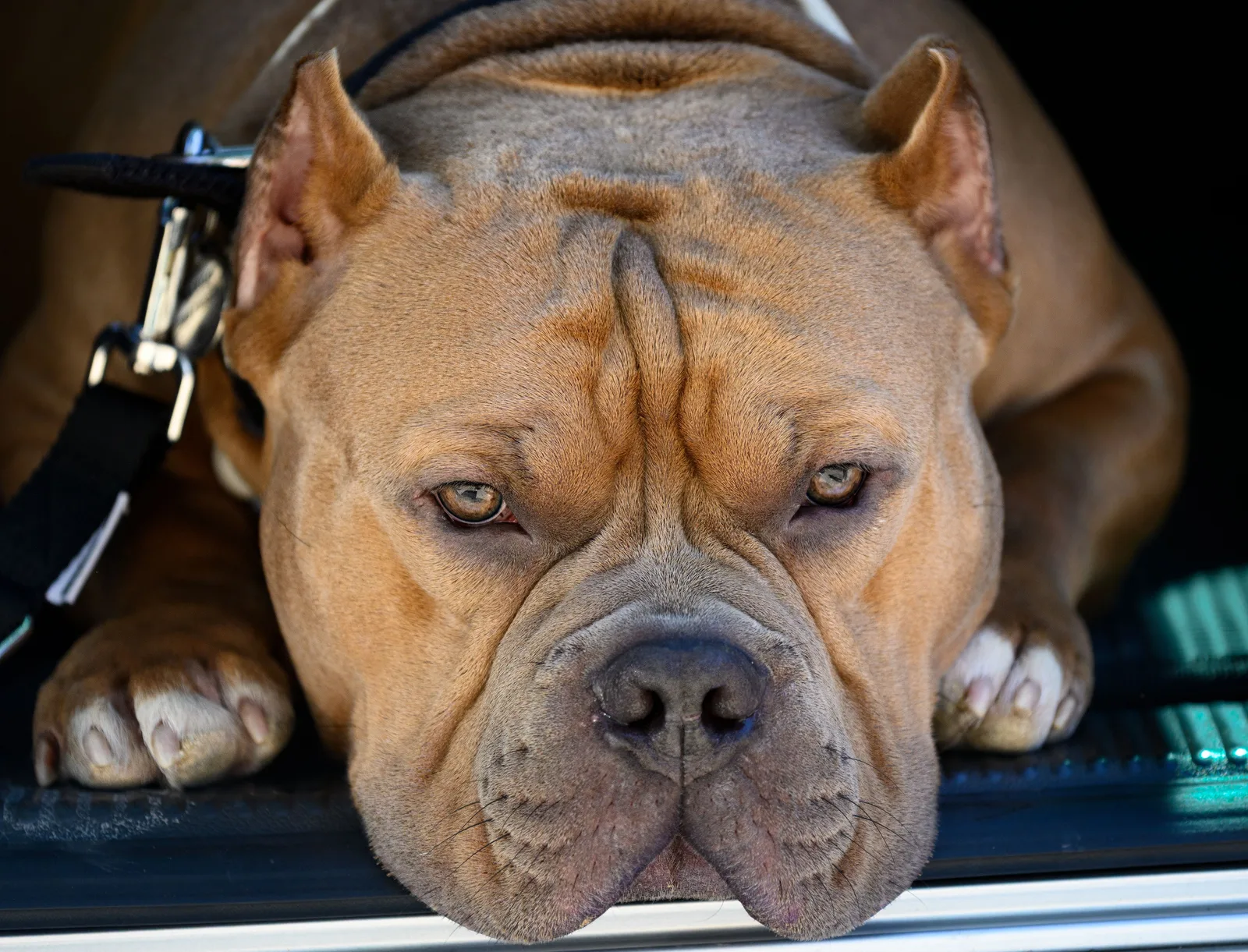 American Bully deitado, com expressão calma e olhos tranquilos, contrastando com o porte robusto da raça