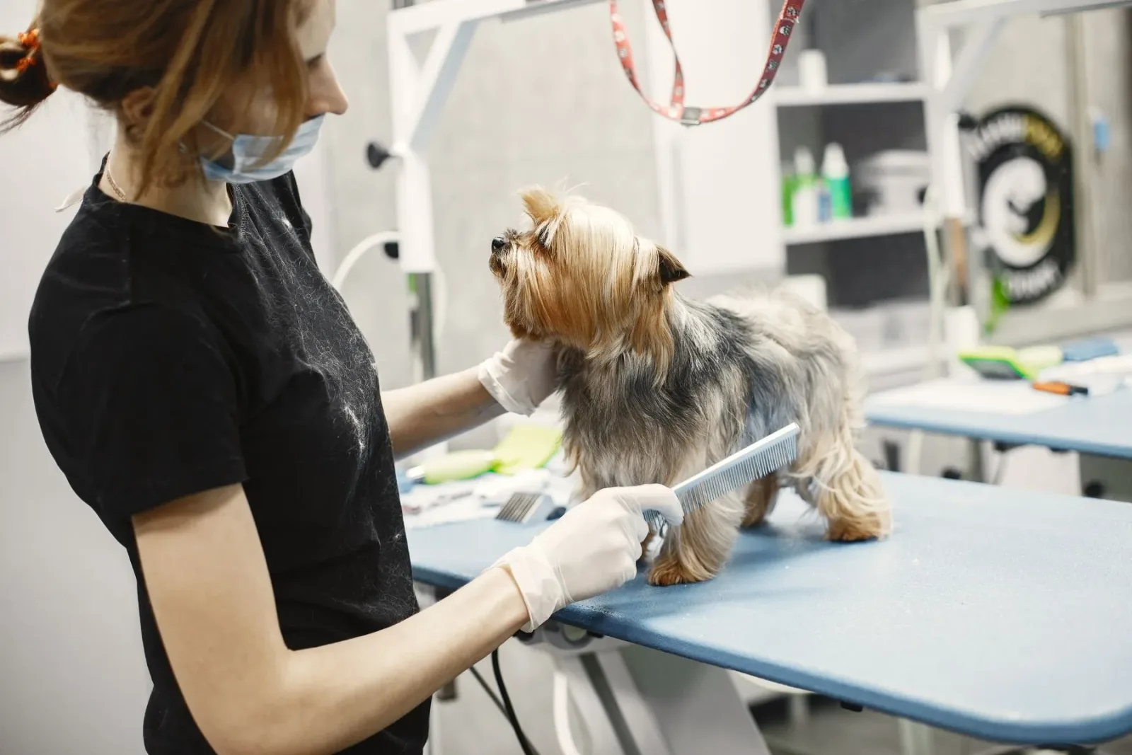 Profissional com luvas penteando um yorkshire em mesa de tosa de petshop
