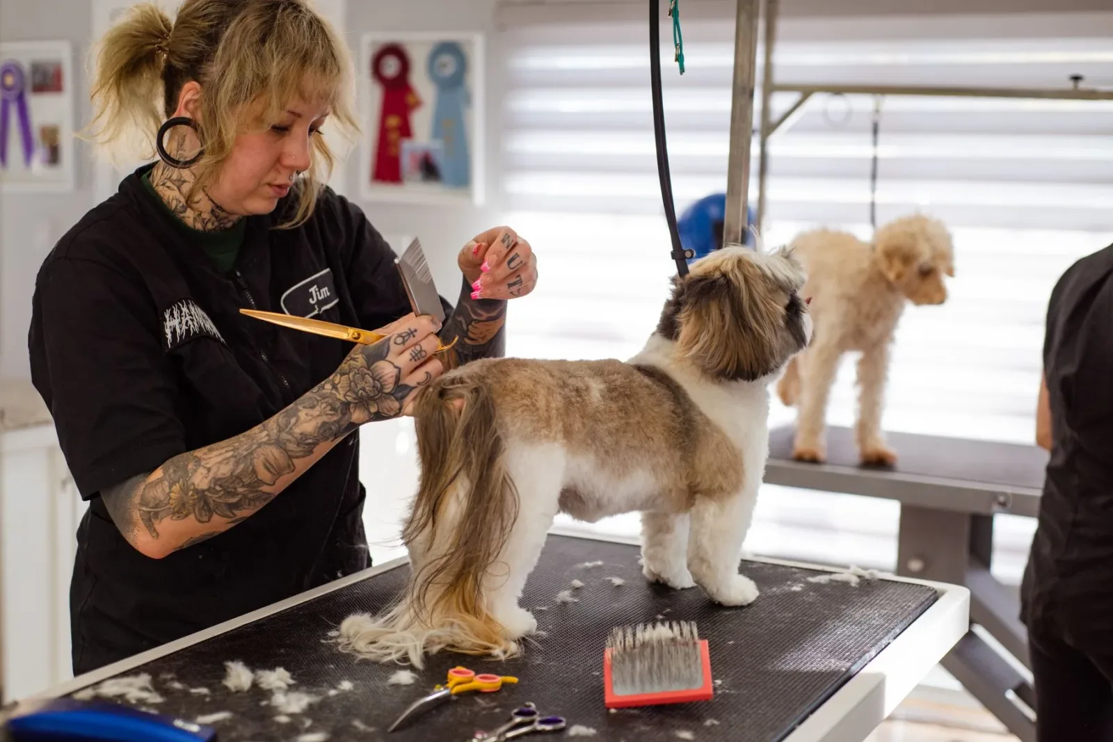 Tosadora profissional aparando o pelo de um shih tzu em mesa de tosa