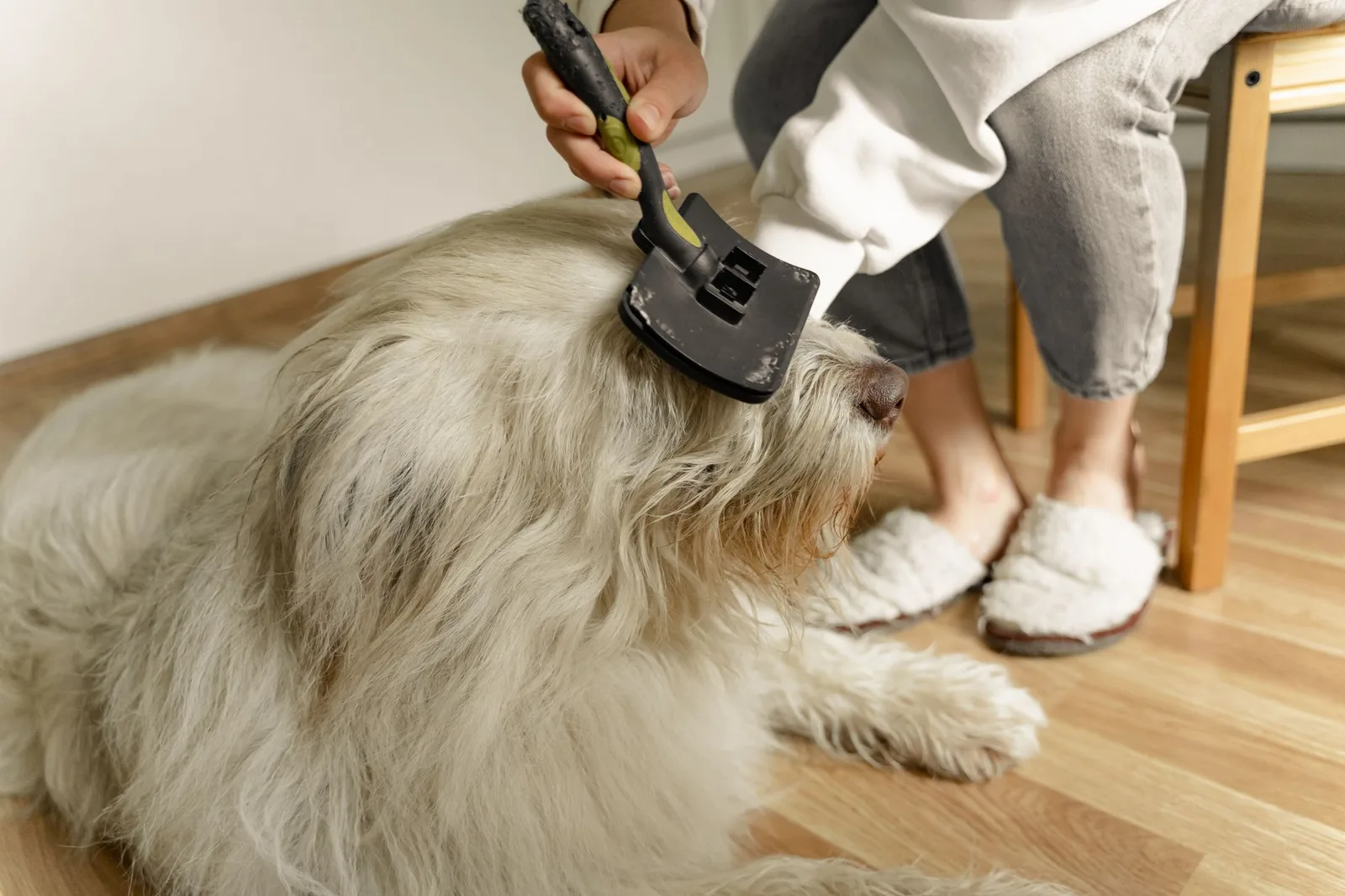 Escovação de cão de pelo longo em casa, com escova removedora de subpelo