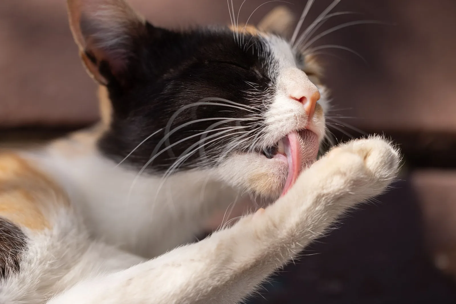 Gato se limpando sozinho, lambendo a pata