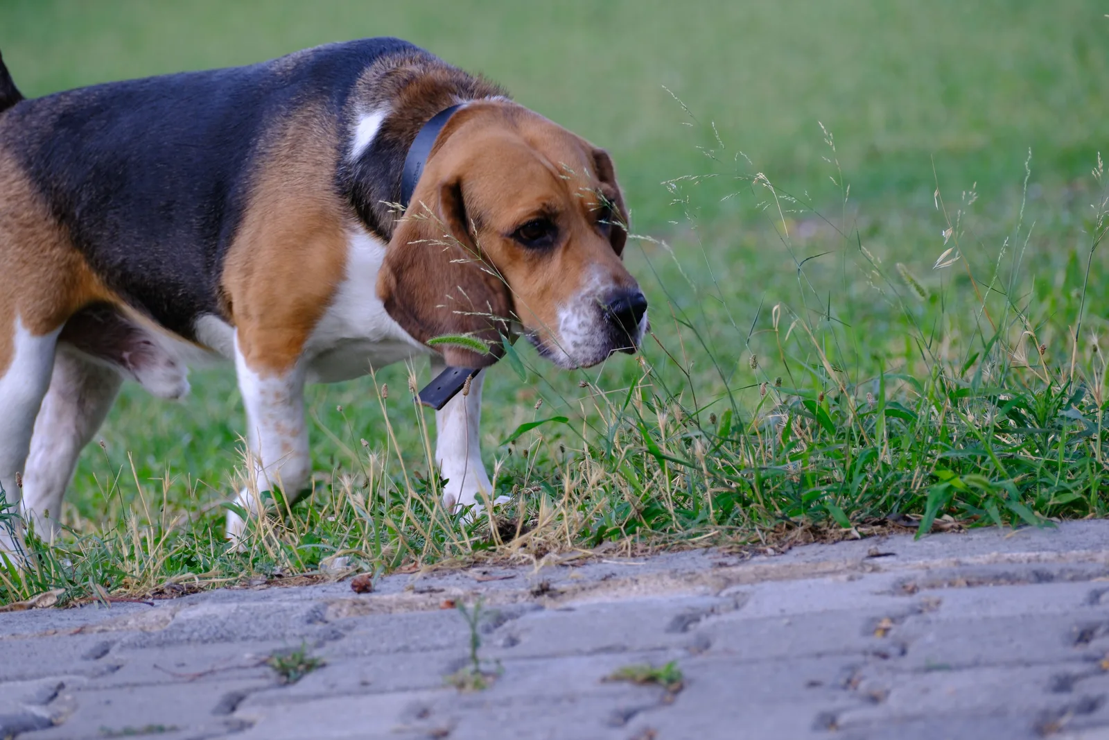 Beagle tricolor com o focinho colado ao chão farejando a grama na beira de um calçamento de parque