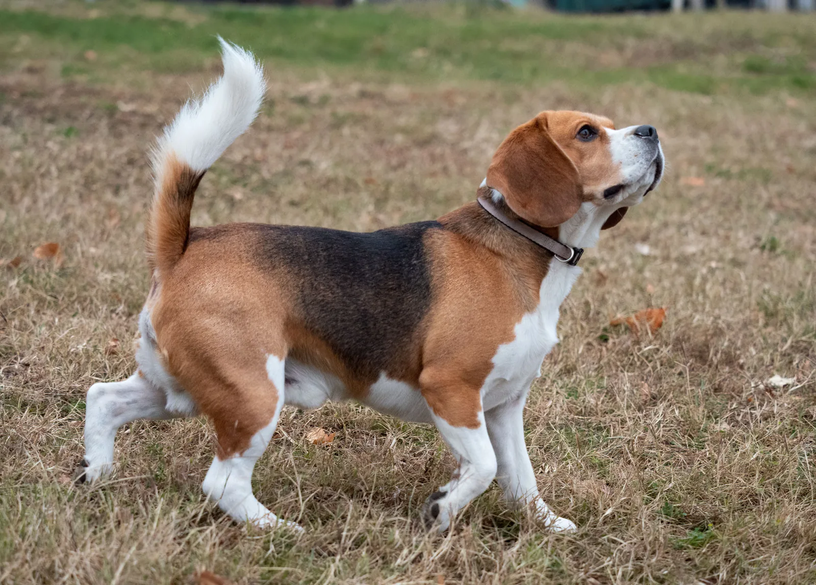 Beagle tricolor de perfil em um gramado, com a cauda erguida de ponta branca e o focinho levantado