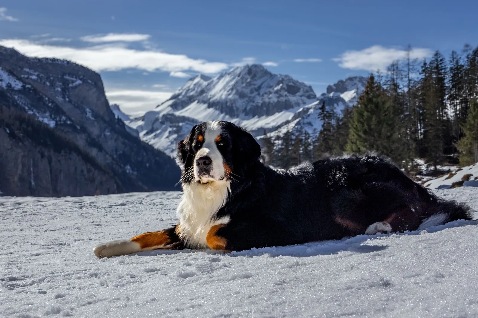 Boiadeiro de Berna deitado na neve com as montanhas dos Alpes ao fundo