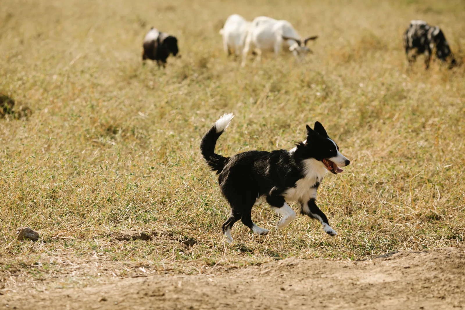 Border Collie preto e branco correndo atrás de cabras em um campo aberto, comportamento de pastoreio