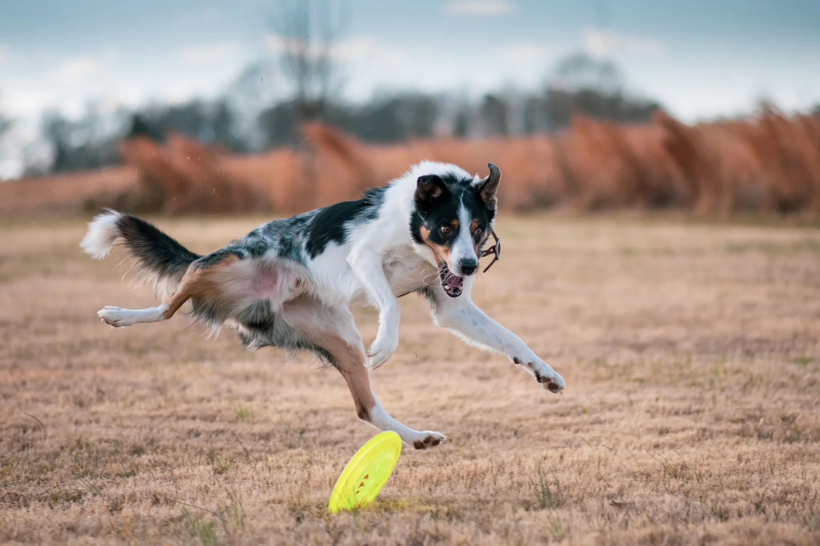 Border Collie tricolor saltando no ar para pegar um frisbee em um campo aberto