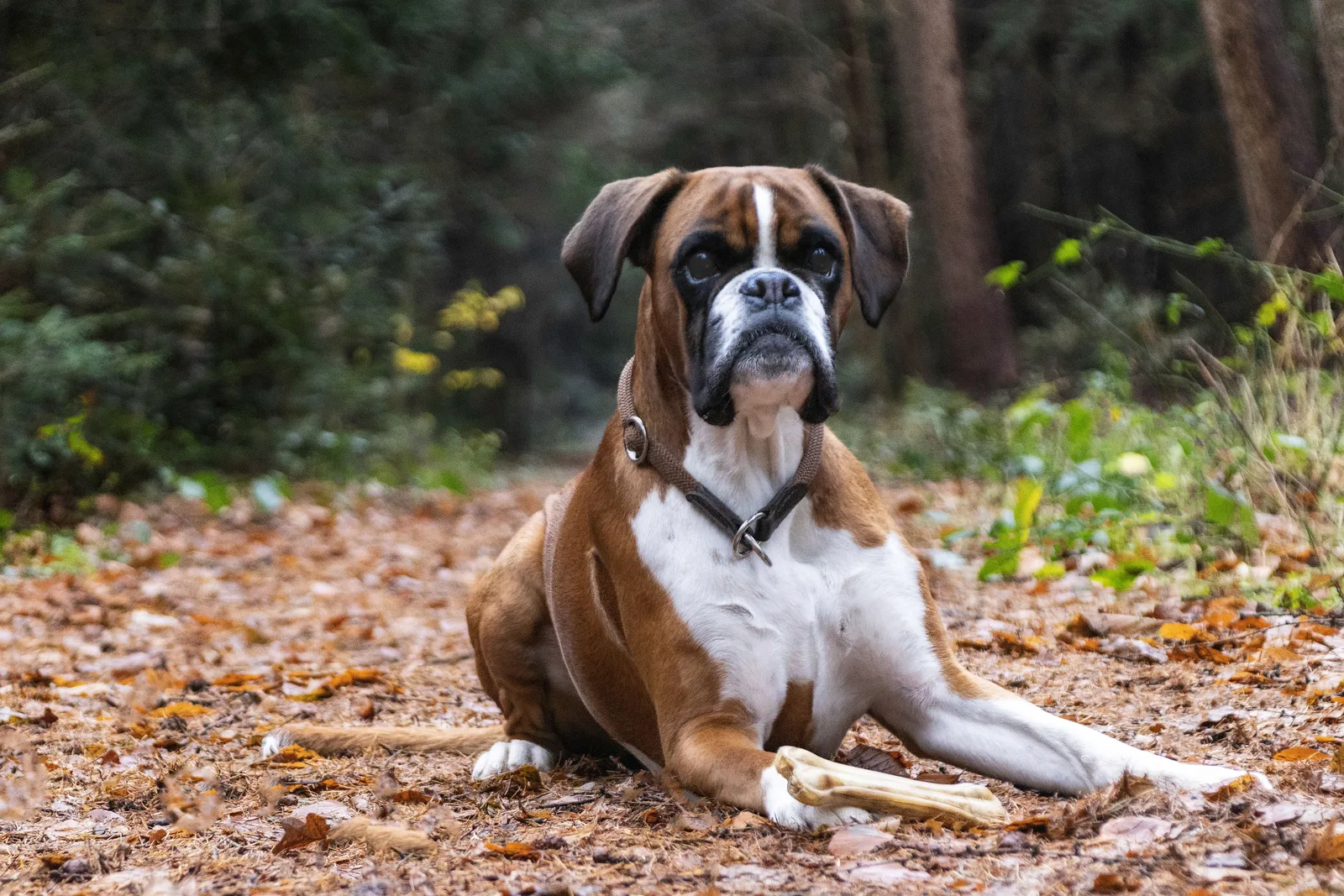 Boxer deitado em trilha de floresta, corpo inteiro visível, mordendo um graveto