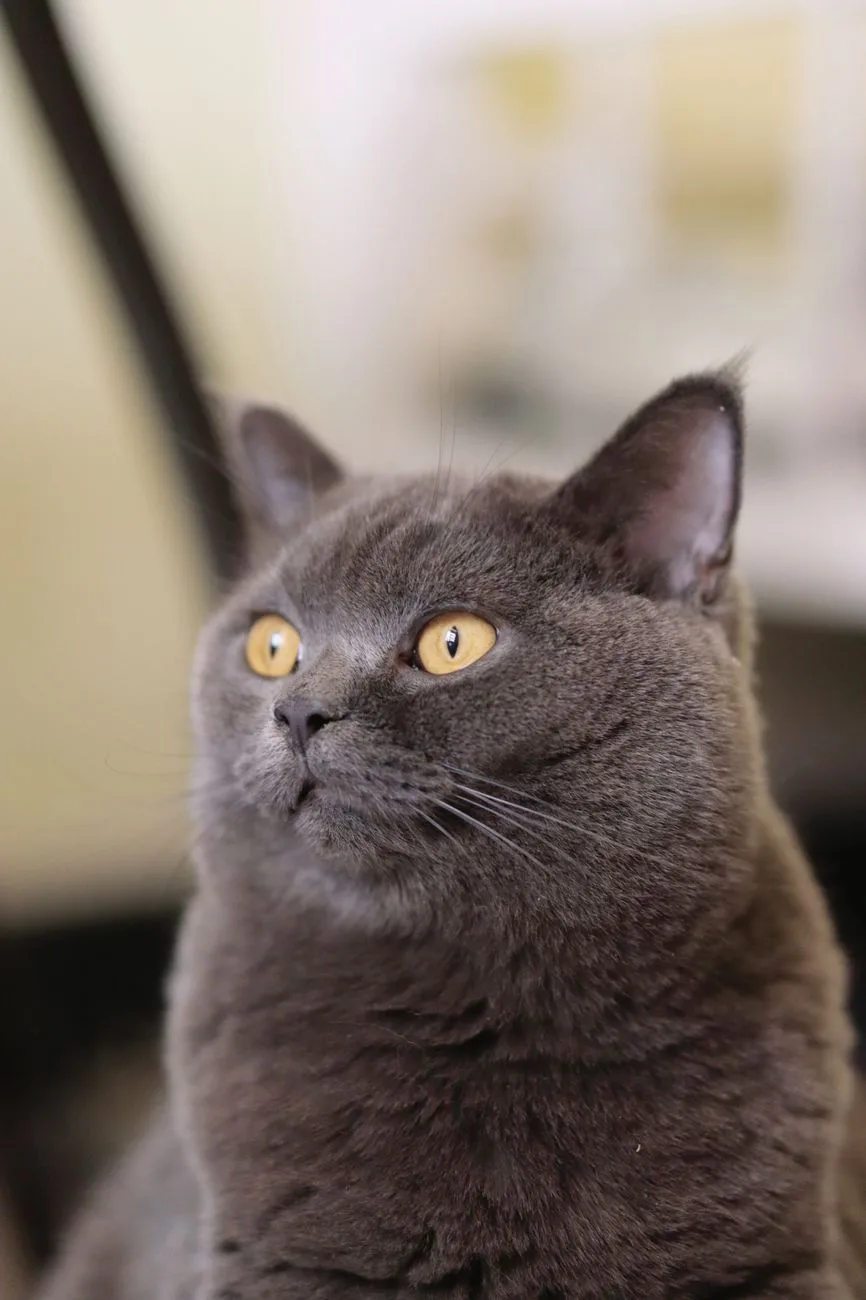 British Shorthair cinza-azulado de perto, mostrando o rosto redondo e a pelagem densa