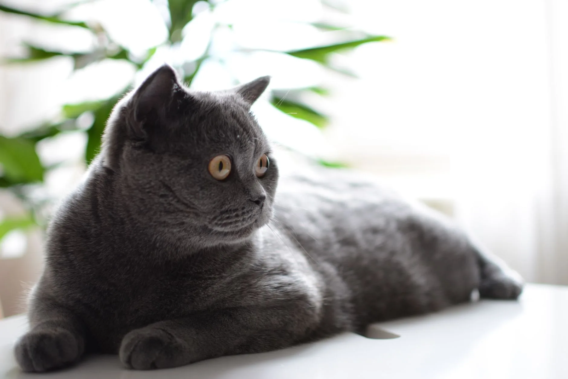 British Shorthair cinza deitado, mostrando o corpo compacto e musculoso característico da raça