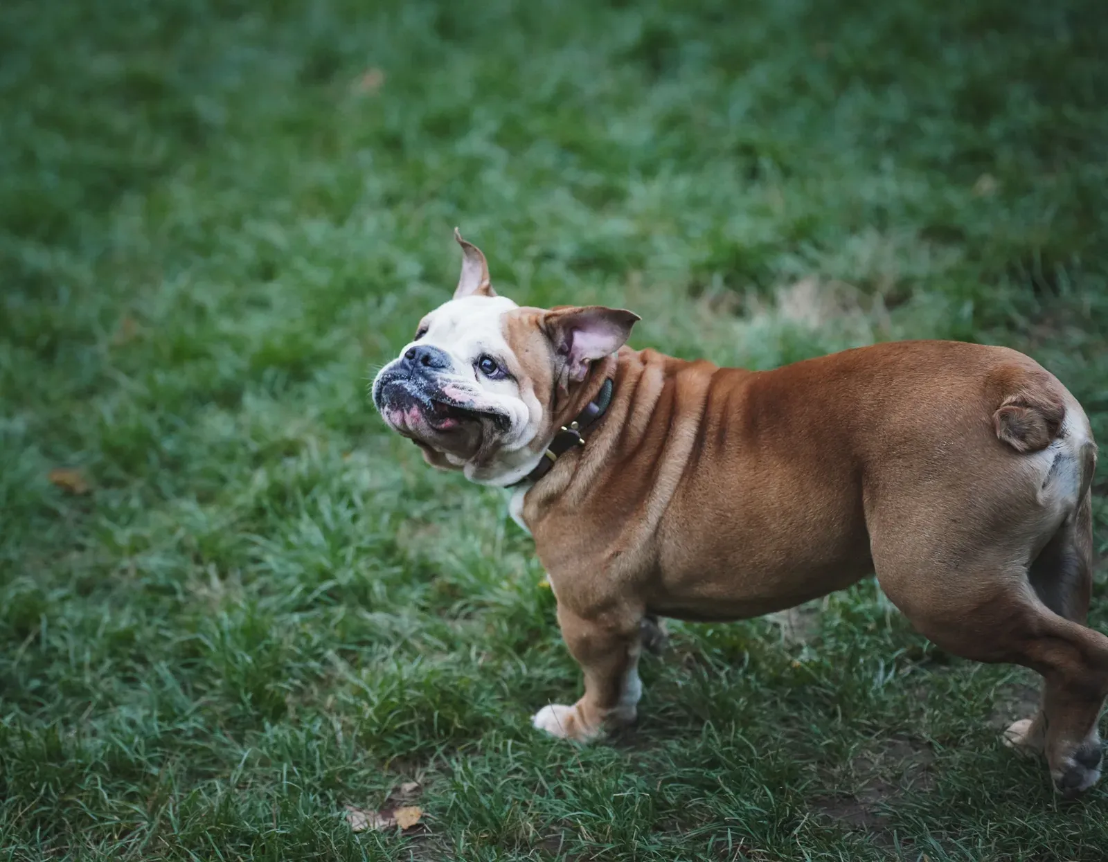 Buldogue Inglês castanho e branco em pé sobre gramado, mostrando o corpo largo e a orelha caída