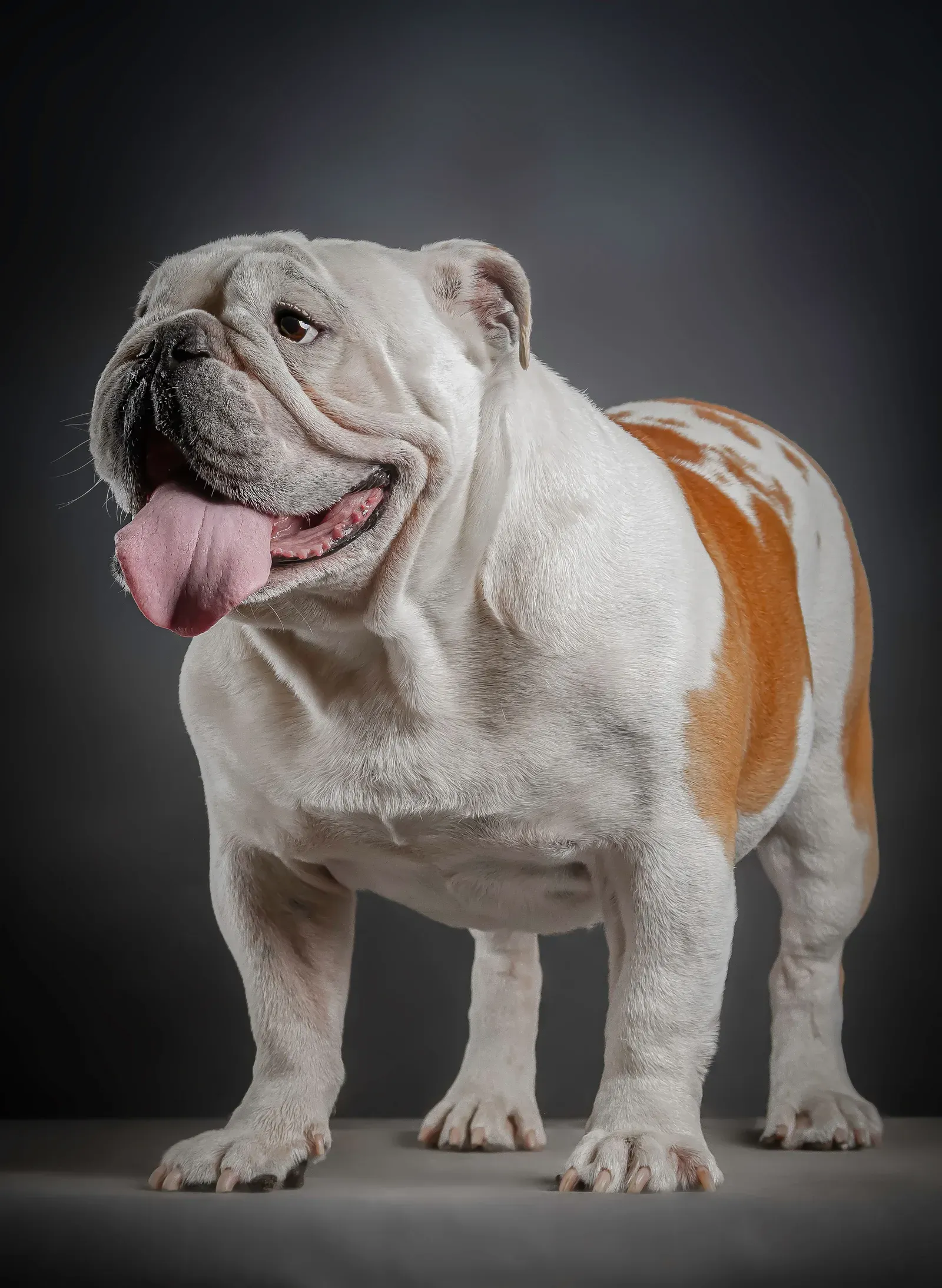 Buldogue Inglês branco e caramelo ofegante, com a língua para fora, mostrando o focinho curto e achatado