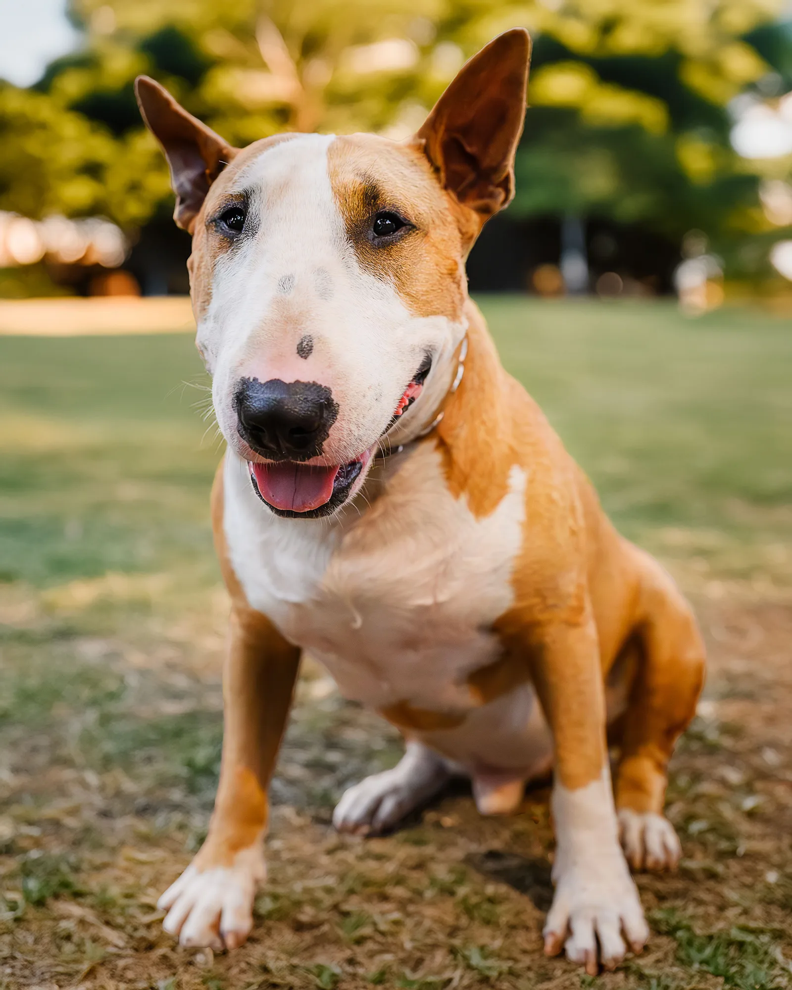 Bull Terrier de pelagem branca e malhas caramelo, sentado ao ar livre, mostrando a cabeça oval característica da raça