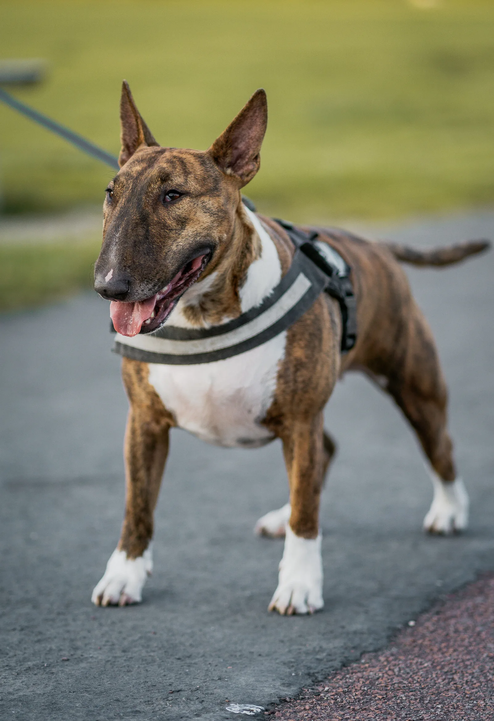 Bull Terrier atigrado usando peitoral, em pé numa rua durante um passeio com guia