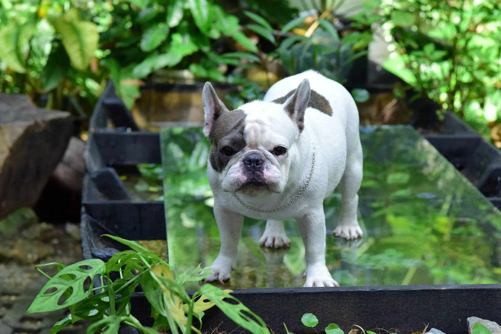 Bulldog Francês branco e cinza em pé sobre superfície de vidro em jardim, mostrando as orelhas eretas em formato de morcego