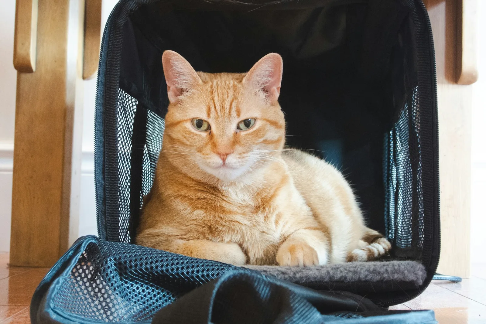 Gato deitado tranquilo dentro de uma caixa de transporte macia dentro de casa