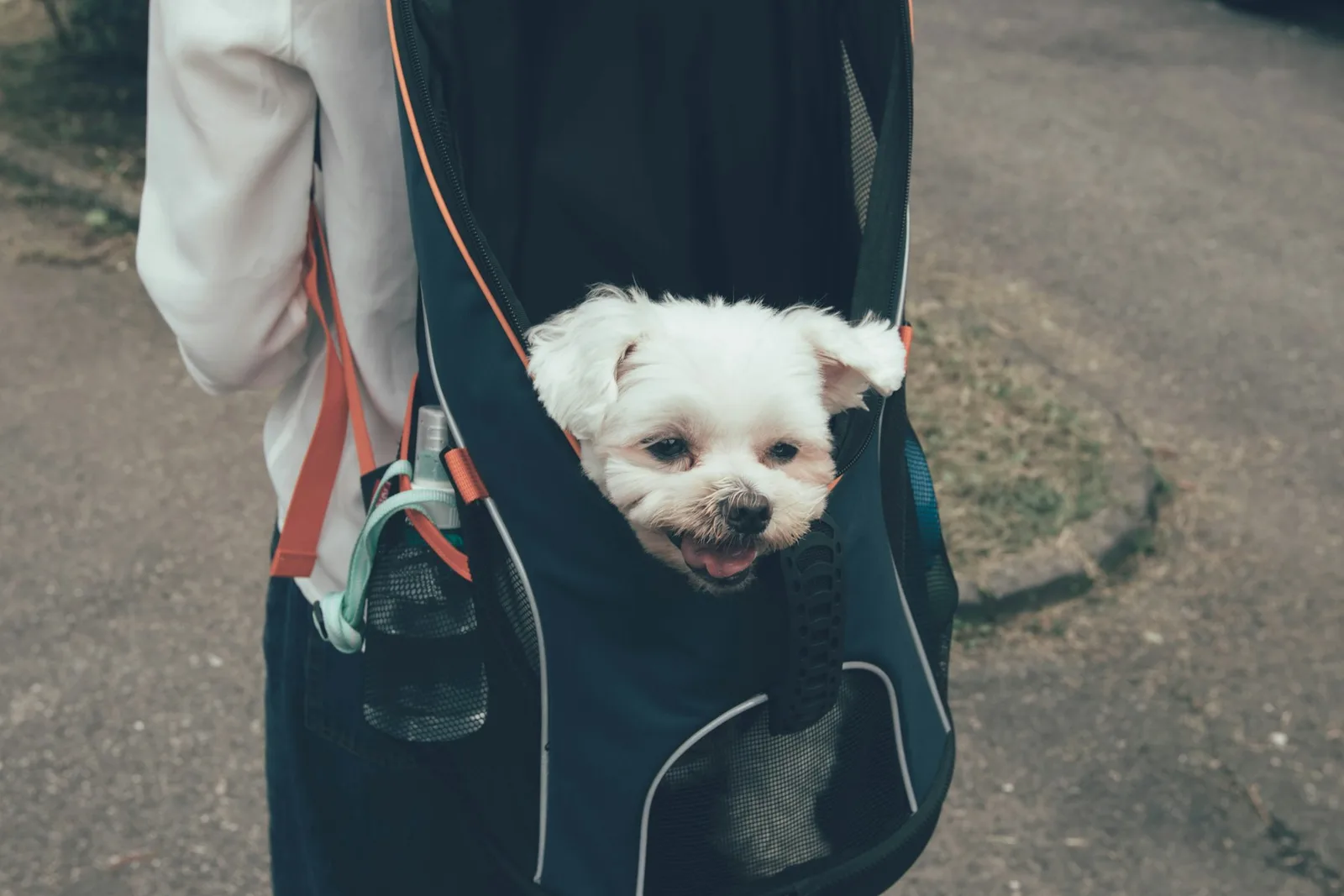 Cão pequeno de pelo branco dentro de uma mochila macia de transporte durante um passeio
