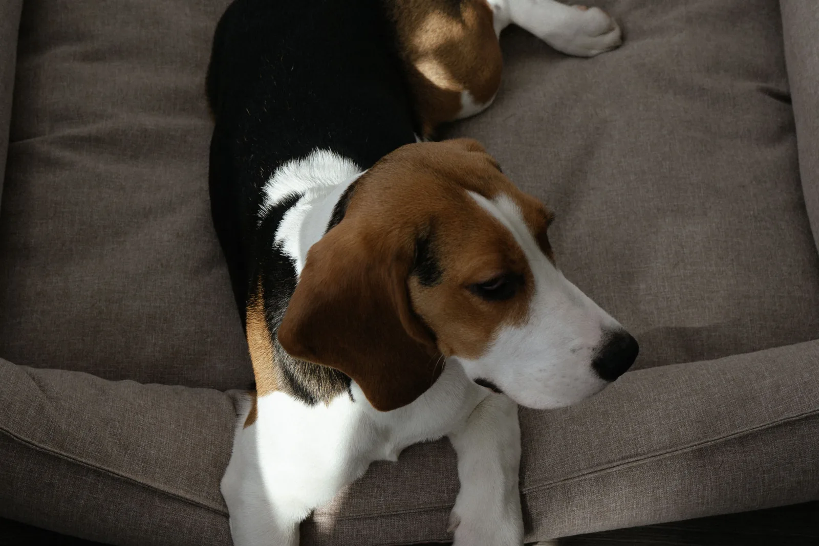 Beagle deitado em cima de caminha acolchoada com borda, em ambiente iluminado