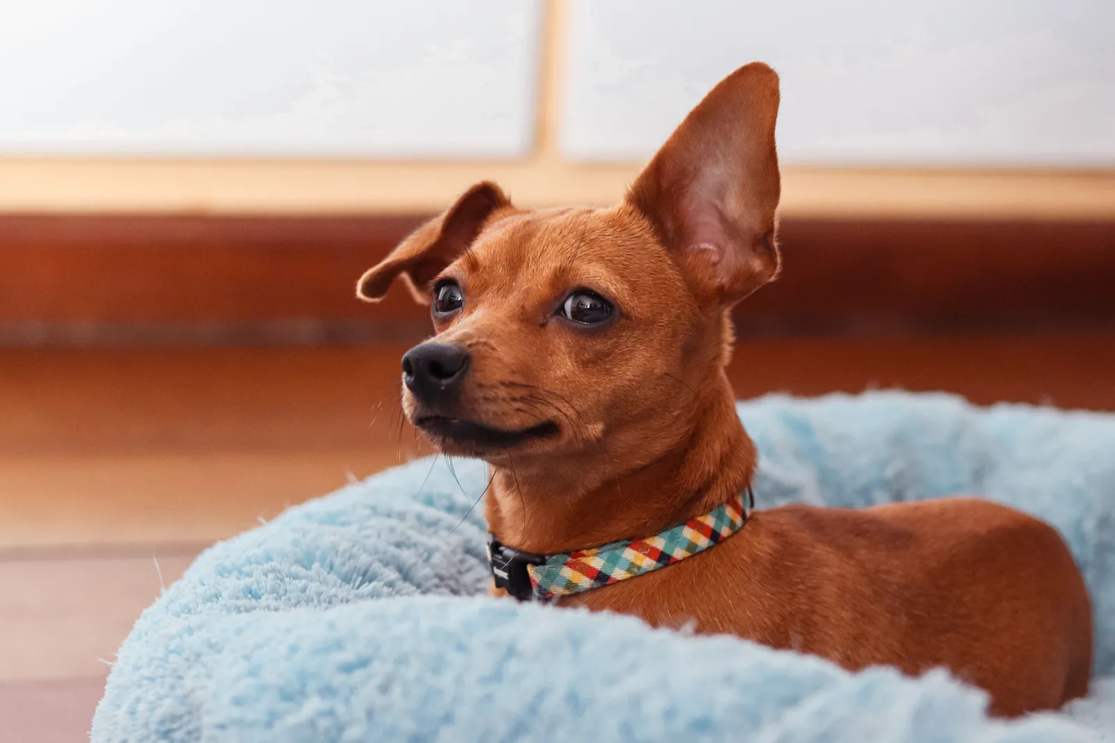 Cão pequeno de pelagem curta e orelhas eretas dentro de caminha felpuda azul-clara
