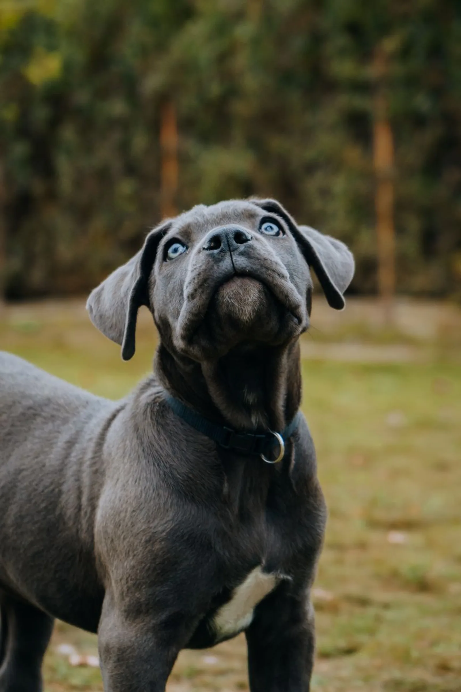 Filhote de Cane Corso cinza-azulado em pé sobre um gramado, olhando para cima