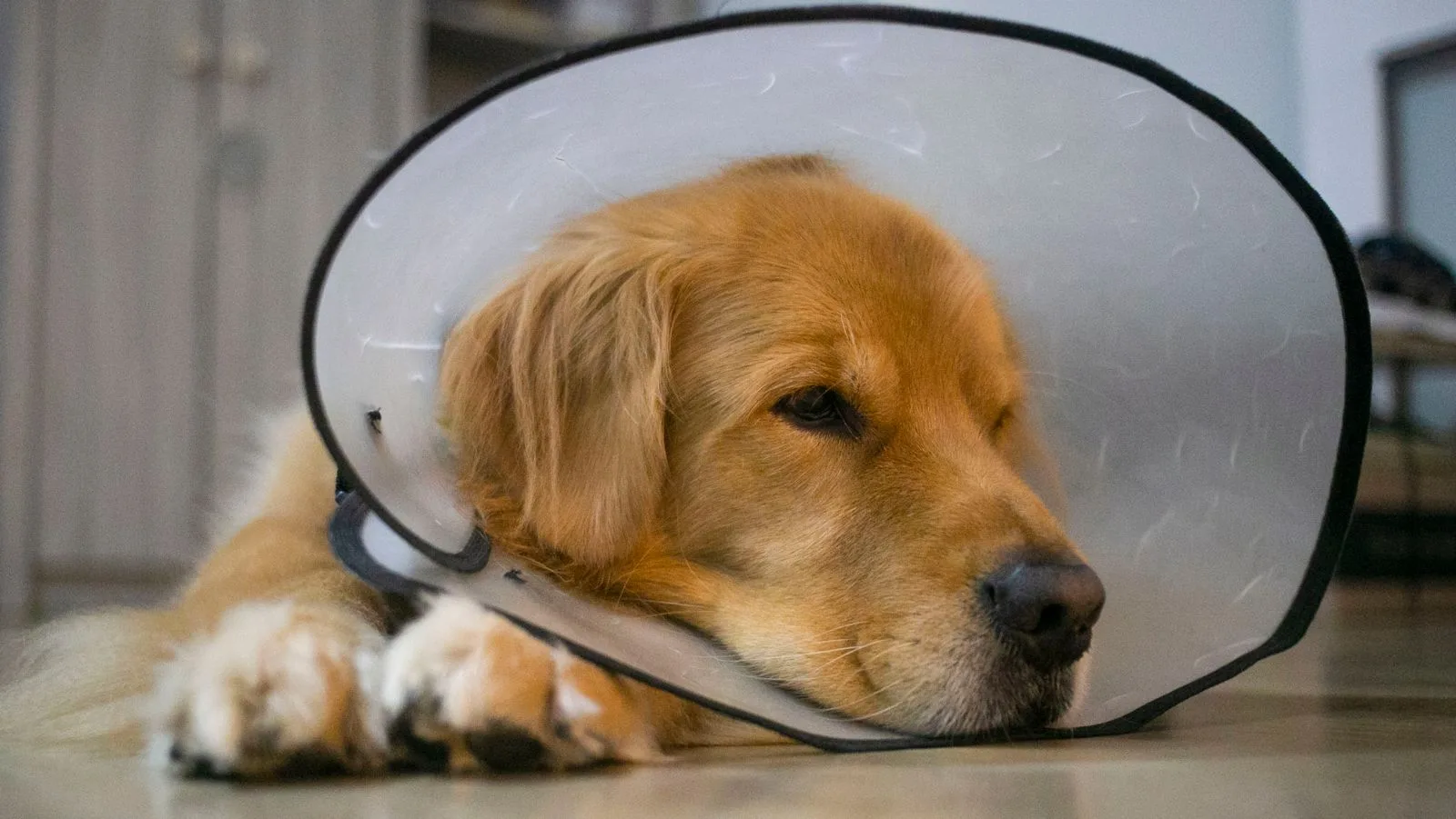 Cachorro golden retriever deitado no chão usando colar elizabetano de recuperação