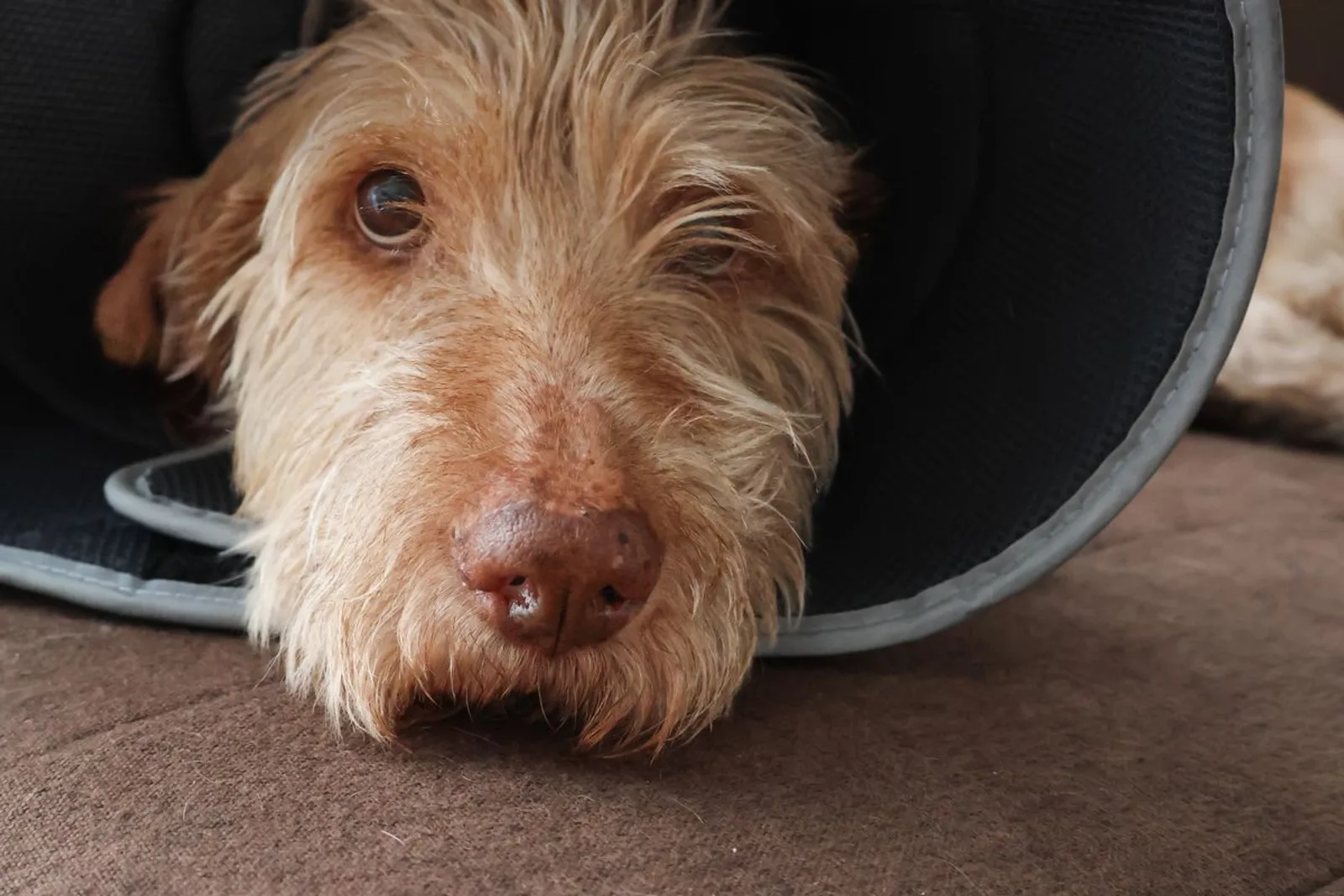 Cachorro de pelo caramelo deitado usando colar de recuperação macio, descansando num sofá