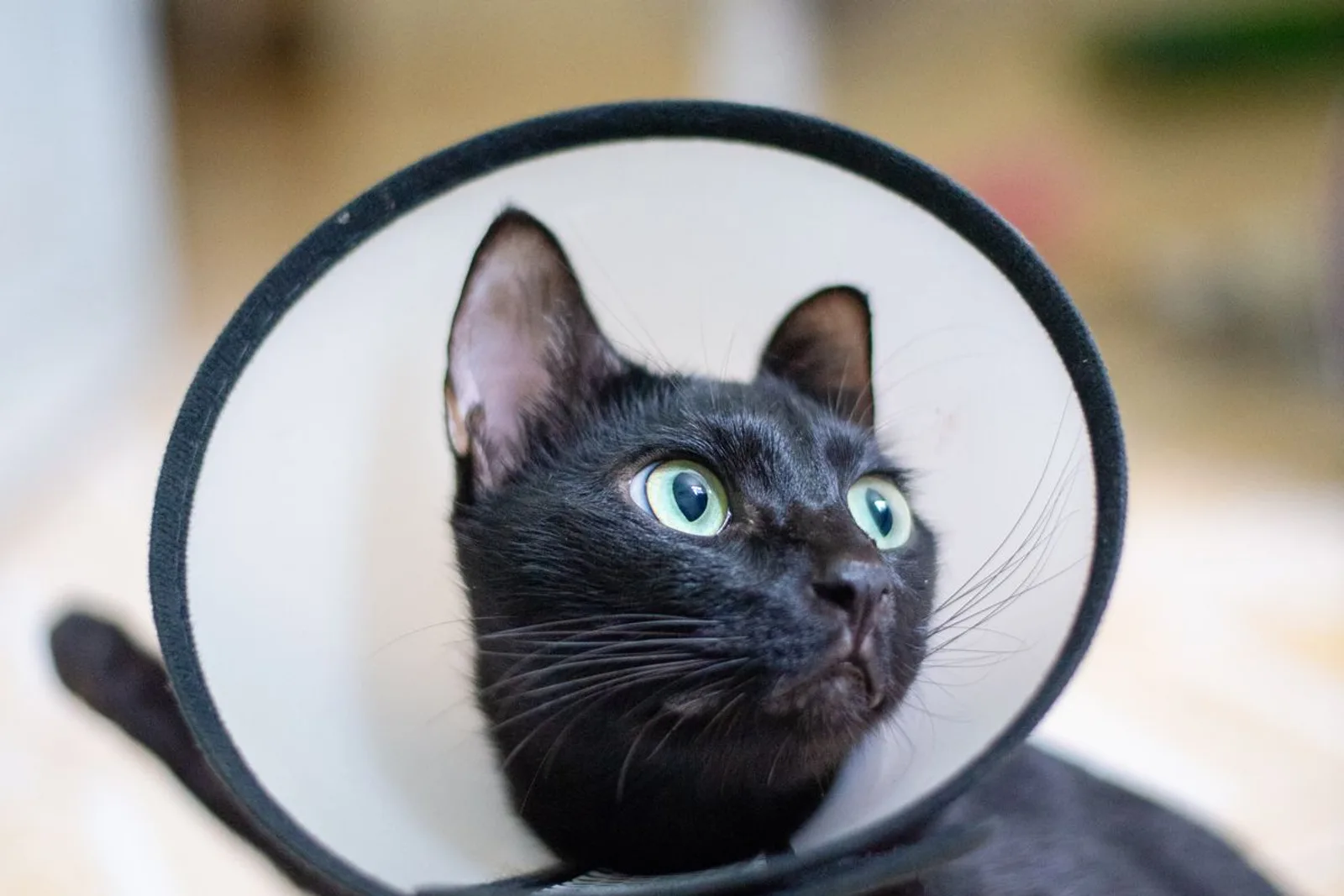 Gato preto usando colar elizabetano de recuperação, olhando para cima
