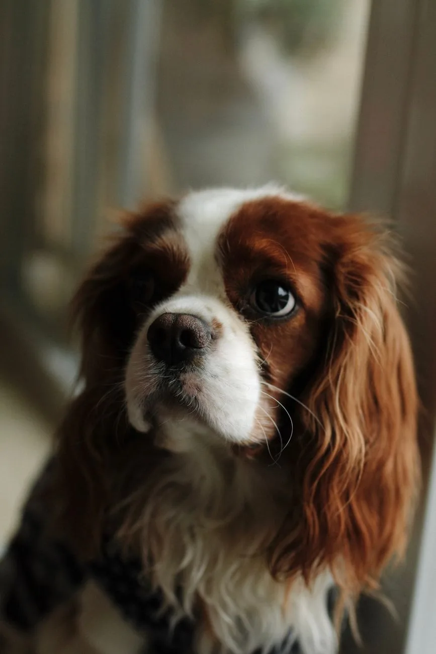 Retrato de Cavalier King Charles Spaniel adulto, close nas orelhas longas e no olhar expressivo
