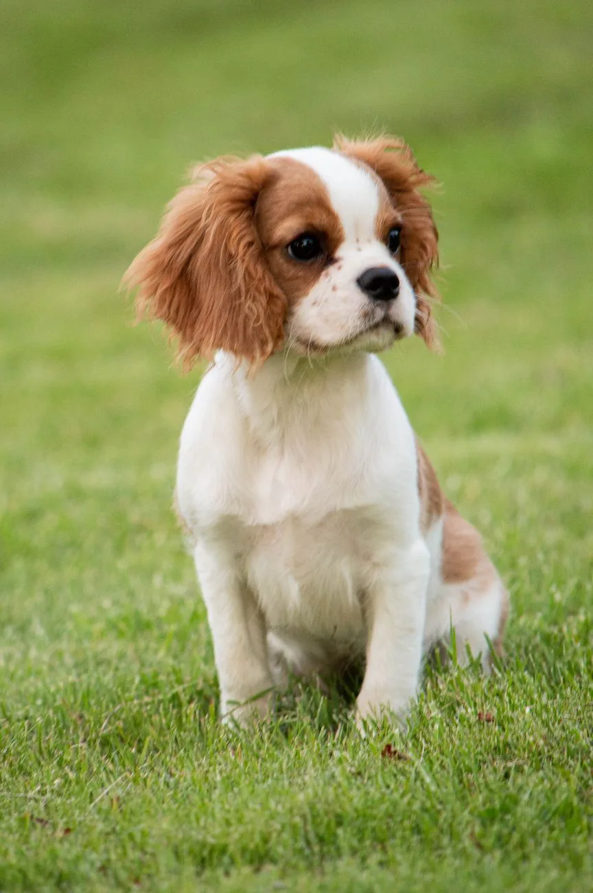 Filhote de Cavalier King Charles Spaniel Blenheim sentado na grama, com orelhas longas emplumadas