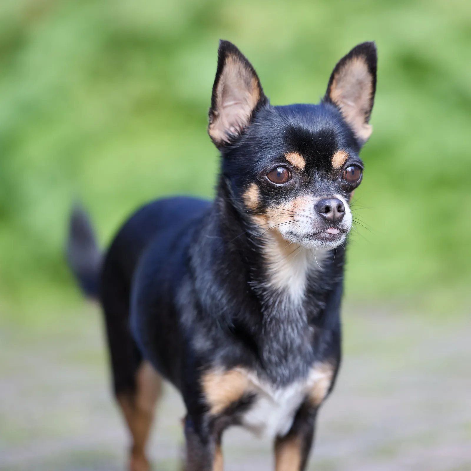 Chihuahua adulto em pé, alerta, em um jardim