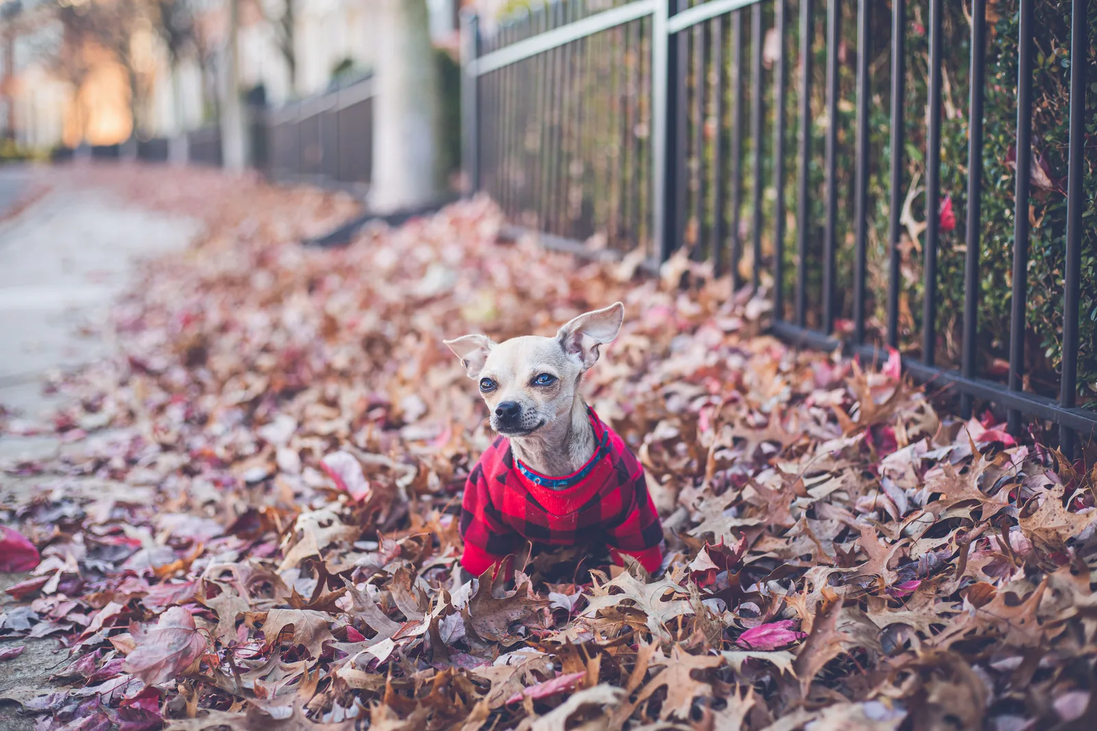 Chihuahua pequeno usando casaco quadriculado vermelho ao ar livre no frio