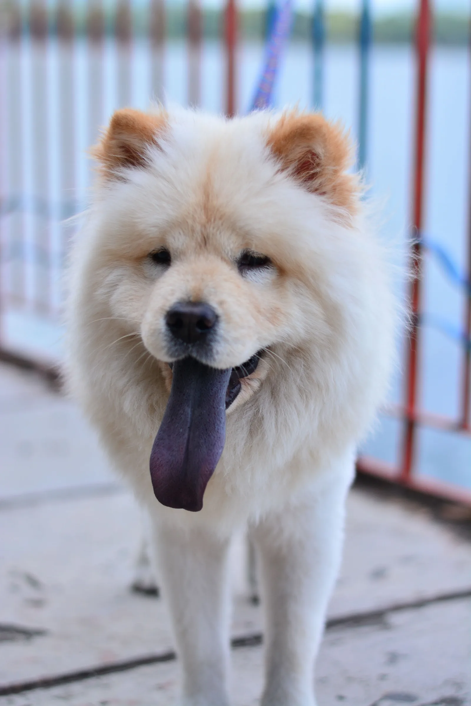 Chow chow com a característica língua azul-arroxeada para fora, em ambiente externo