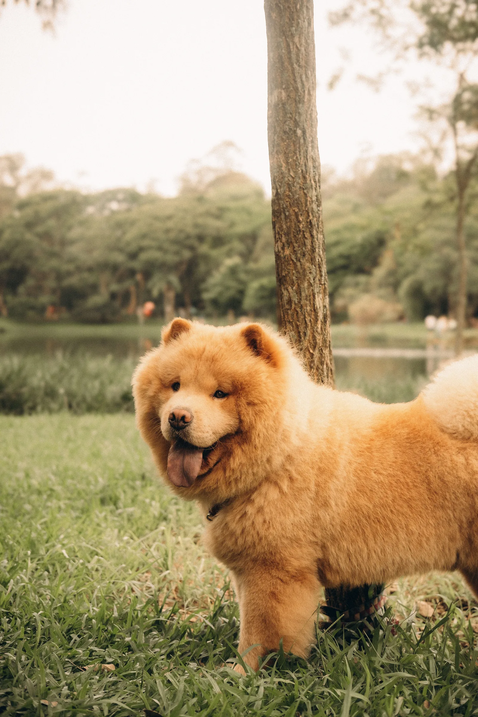 Chow chow de pelagem densa cor caramelo em pé, mostrando a crina volumosa ao redor do pescoço