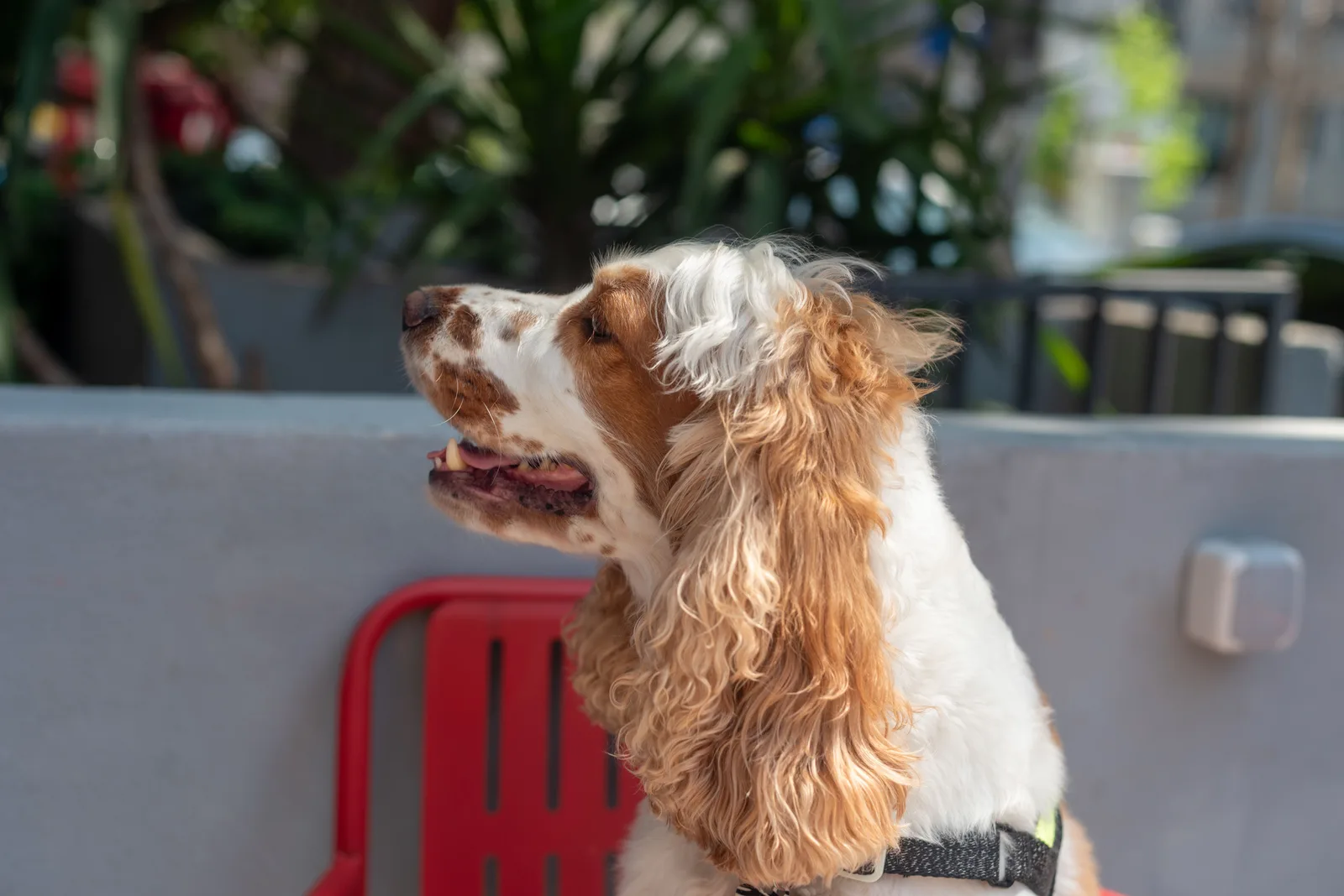 Cocker Spaniel de perfil ao ar livre, mostrando a orelha longa e a pelagem ondulada