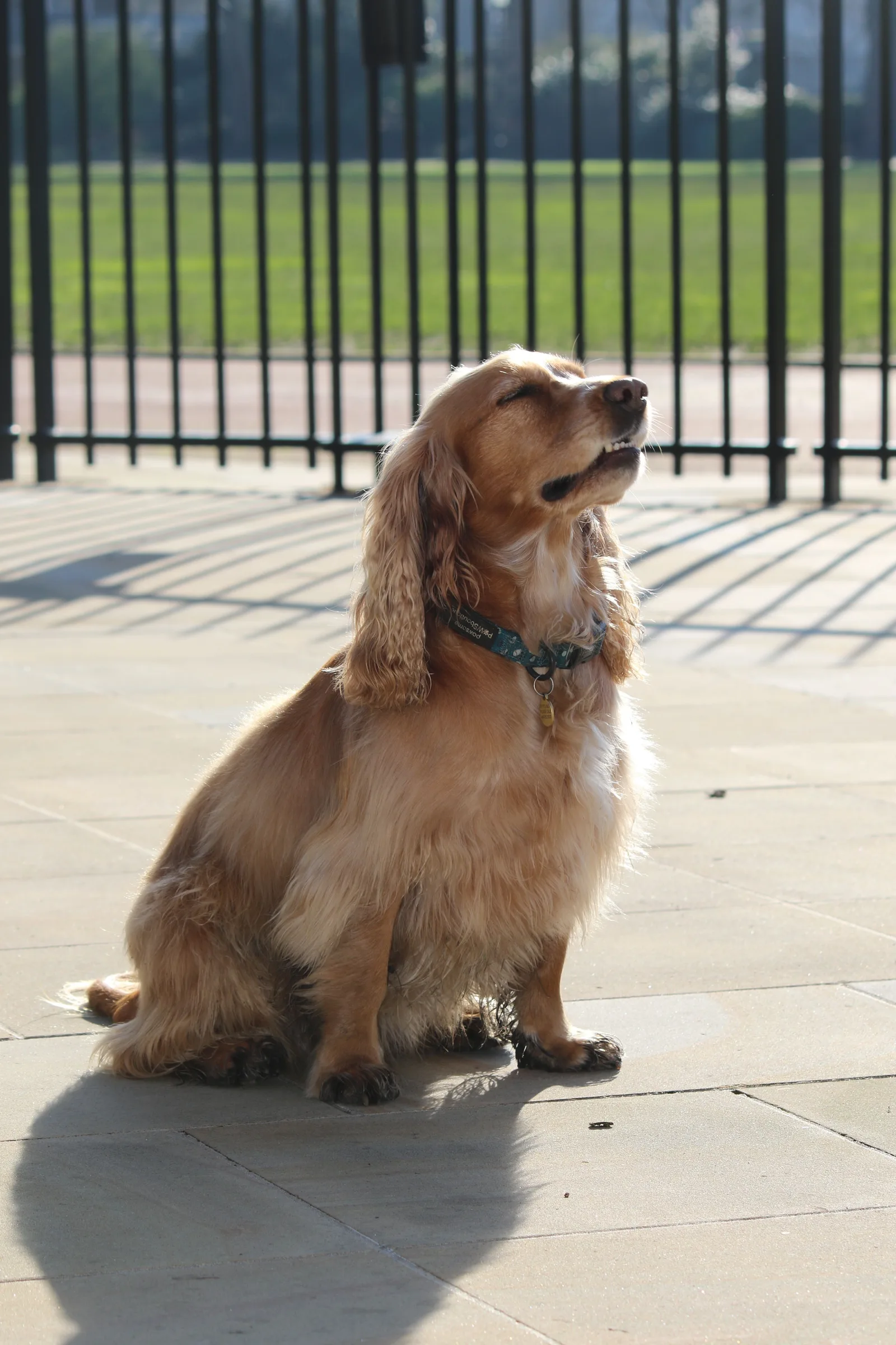 Cocker Spaniel de pelagem dourada sentado ao ar livre, com as orelhas longas caídas