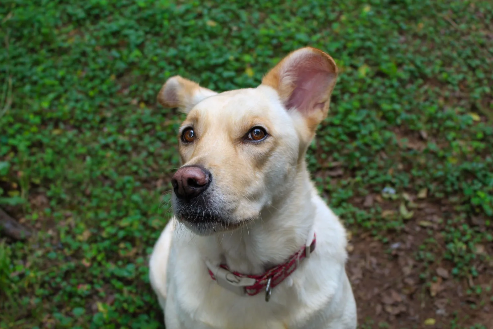 Cão no quintal, com coleira vermelha visível no pescoço, cercado de vegetação