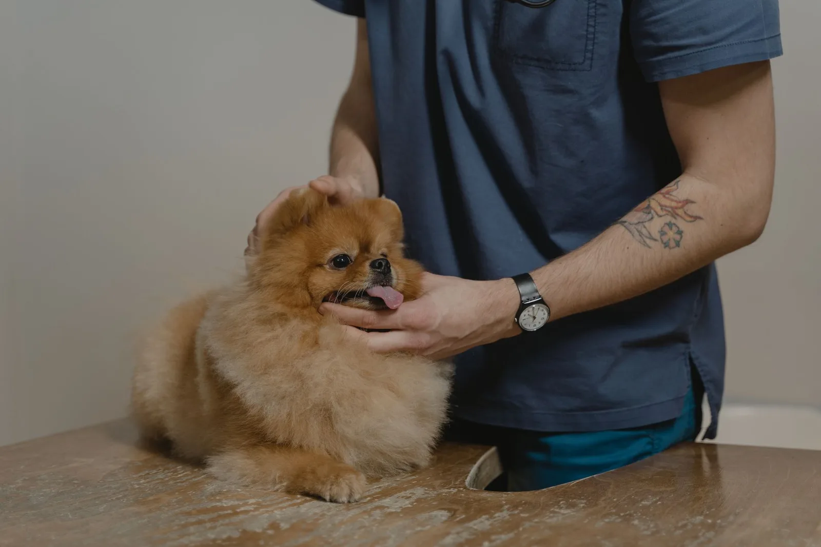 Veterinário examinando de perto a pele e o pescoço de um cão pequeno na mesa de atendimento