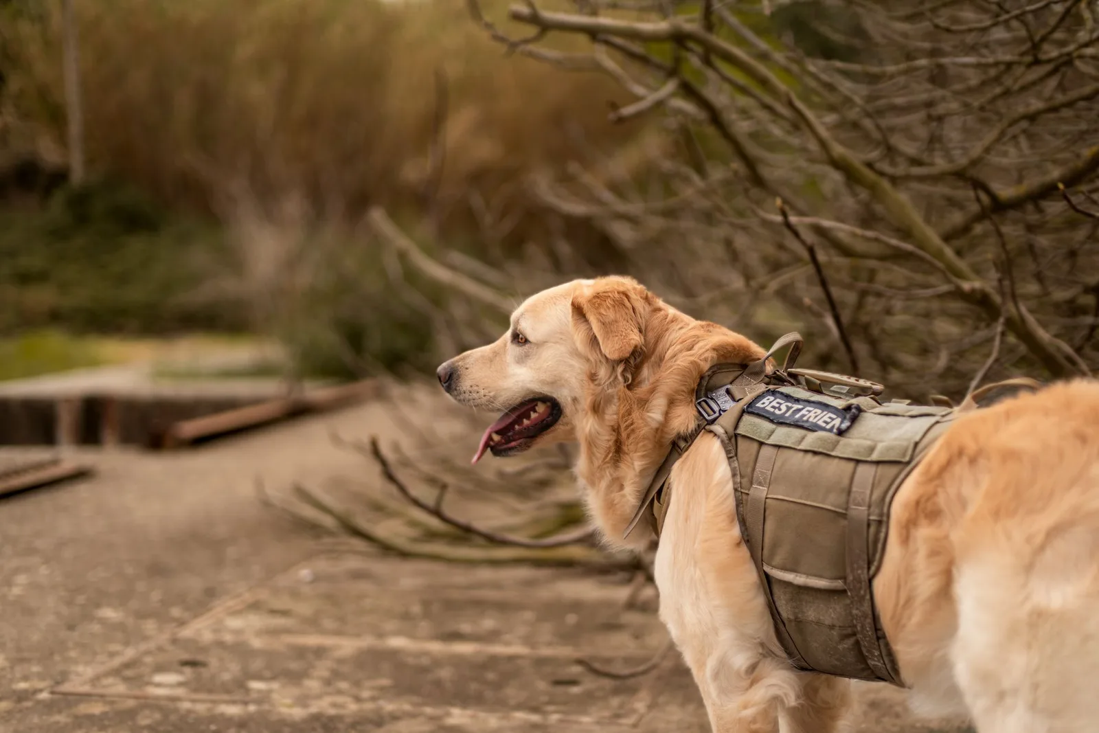 Cão usando colete peitoral resistente durante passeio ao ar livre