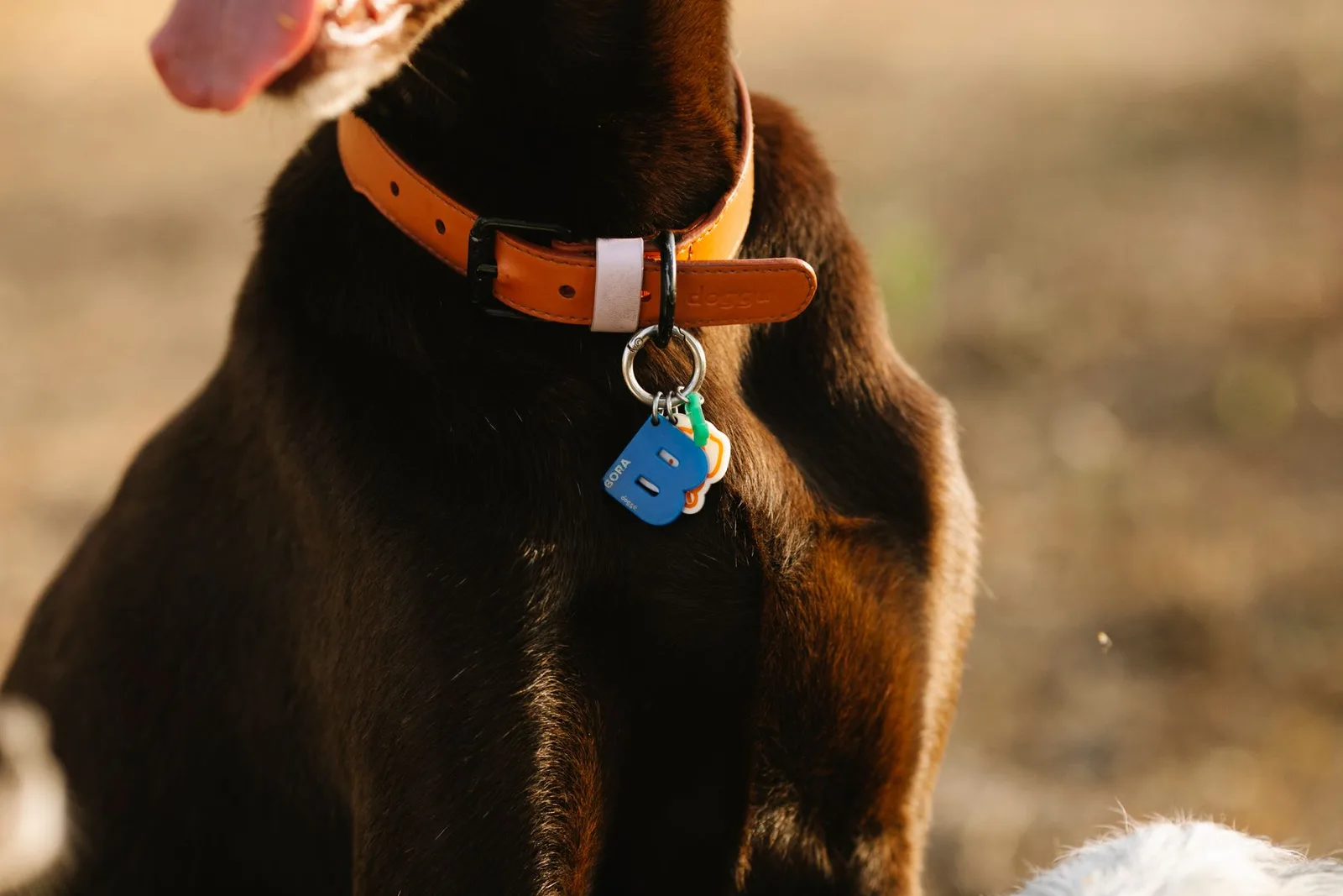 Close da coleira de couro de um cão com plaquinha de identificação pendurada na argola