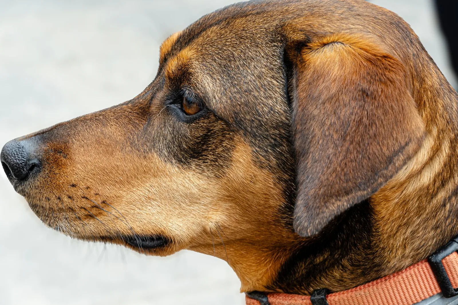 Perfil da cabeça de um cão de porte grande mostrando a coleira e a fivela de perto