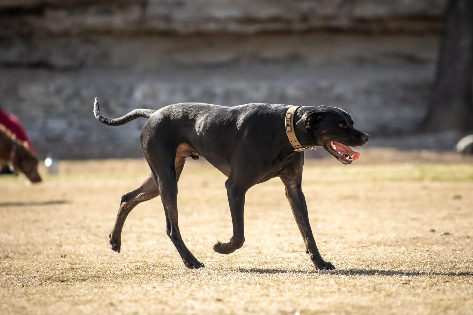 Cão de porte grande correndo ao ar livre usando coleira com fivela