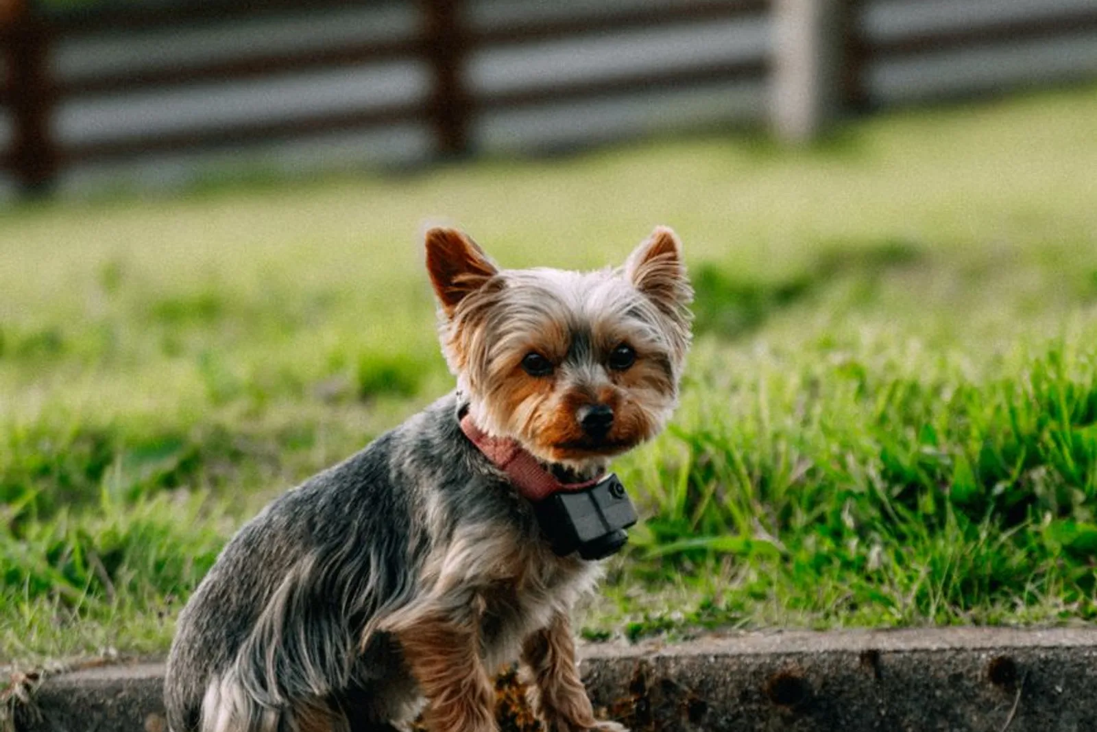 Yorkshire Terrier sentado na grama usando coleira fina