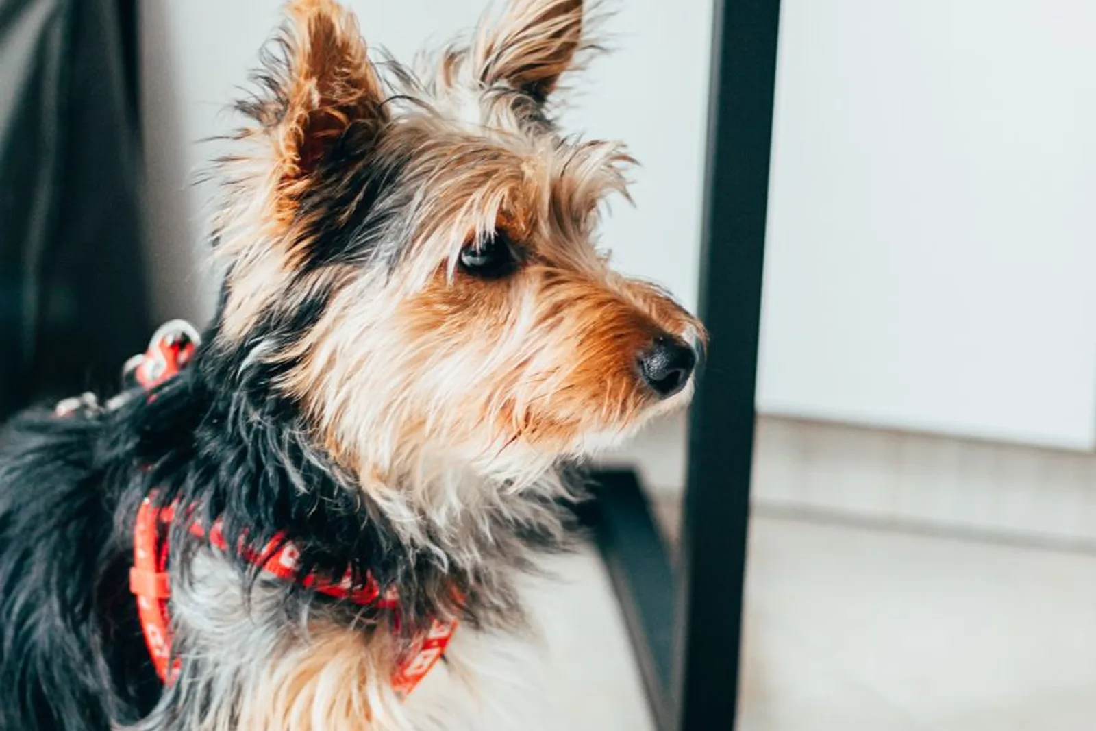 Yorkshire Terrier pequeno usando peitoral vermelho em vez de coleira