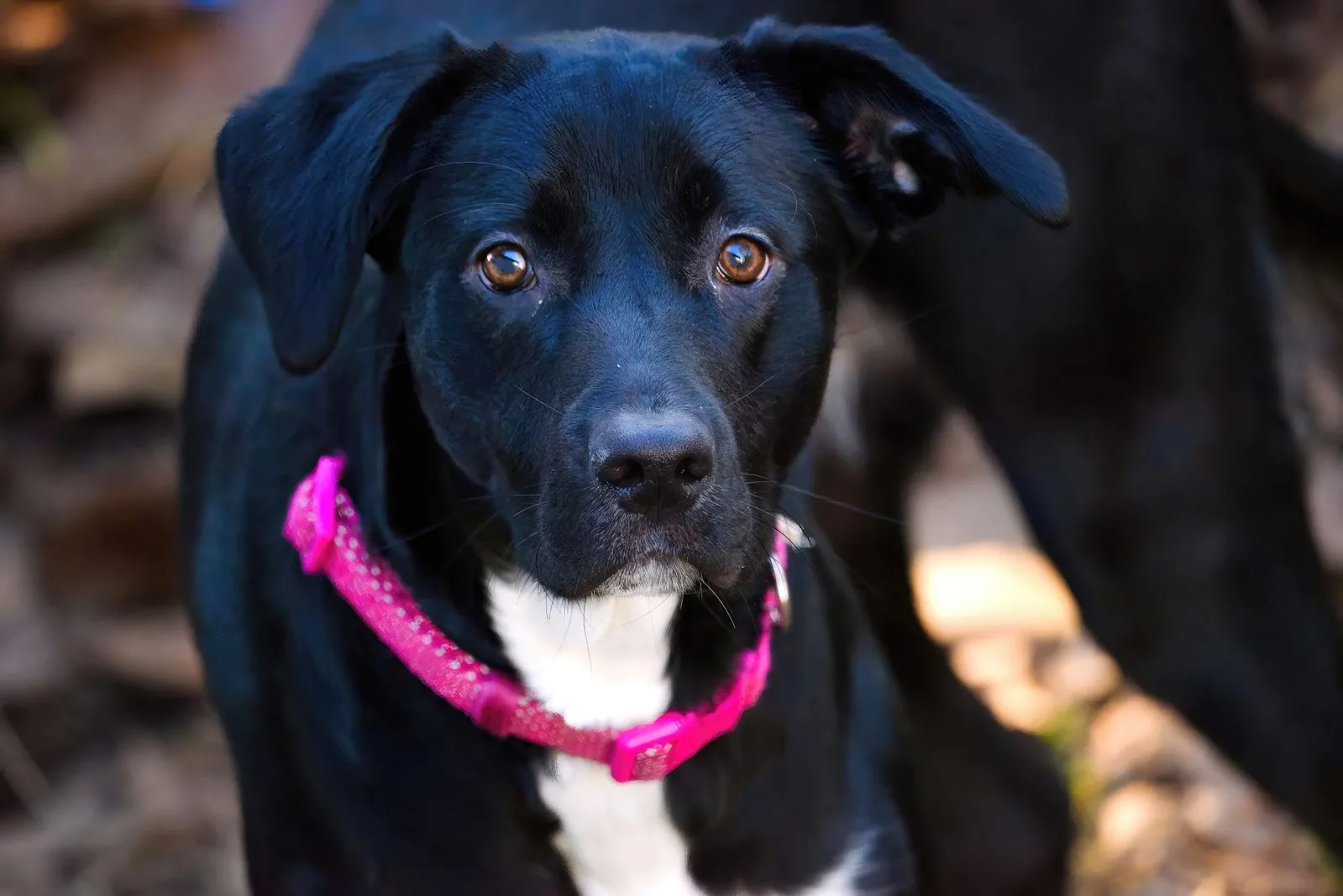 Cão com coleira ajustável e plaquinha de identificação presa à argola