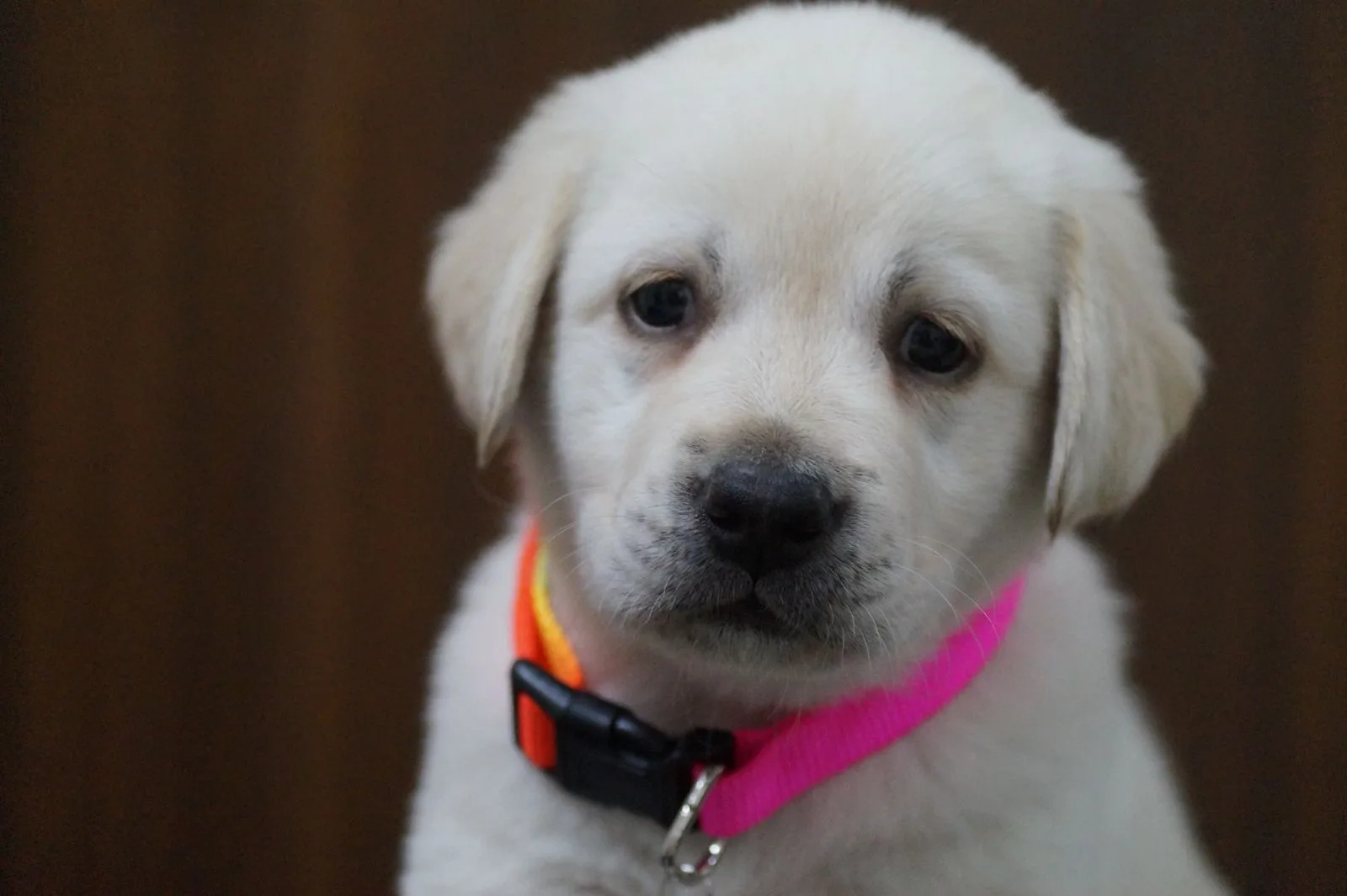 Filhote de labrador com coleira ajustável de fivela plástica