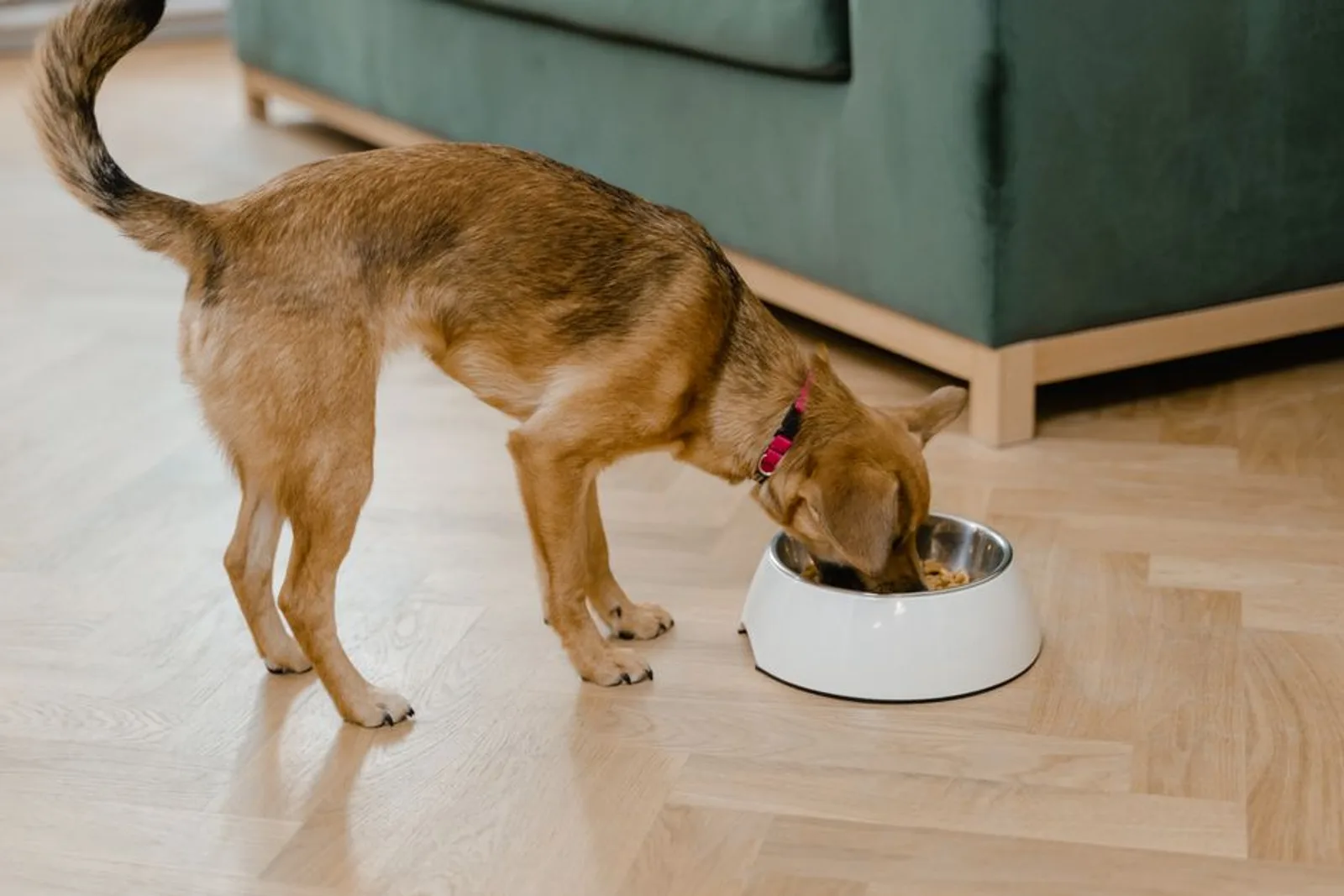 Cão comendo em comedouro simples, direto no chão