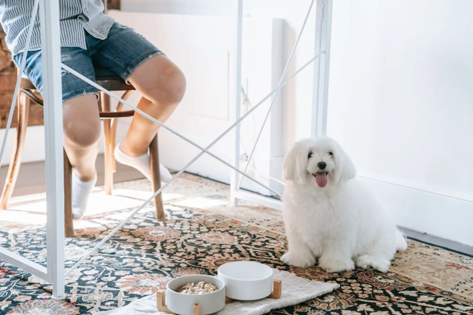 Cão pequeno de pelo branco ao lado de comedouro elevado com base de madeira