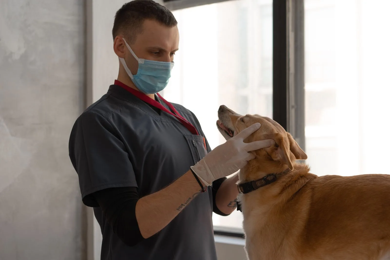 Veterinário de máscara examinando a região da cabeça de um cachorro de porte médio